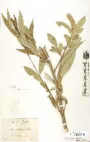 spécimen de Salix laevigata